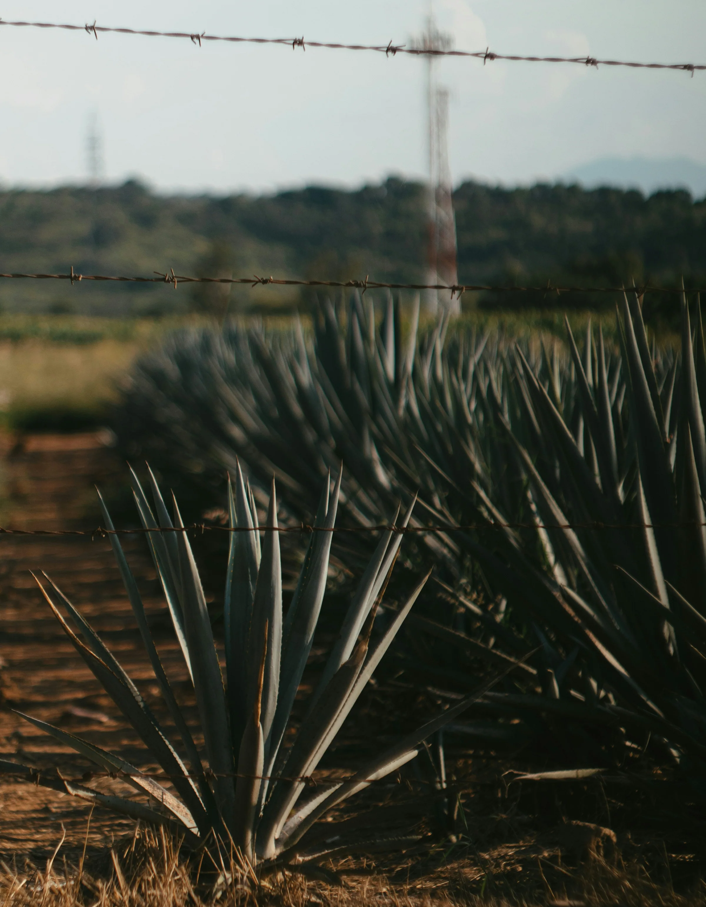 Premium Tequila Delivered To You